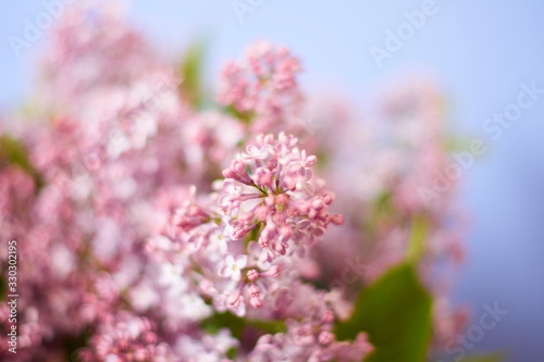 Beautiful Branches of Purple Lilac. Violet flowers on blue background. Selective focus