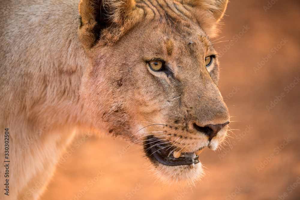 Φωτογραφία A beautiful close up portrait of a lioness walking at sunrise, taken in the Madikwe Game Reserve, South Africa