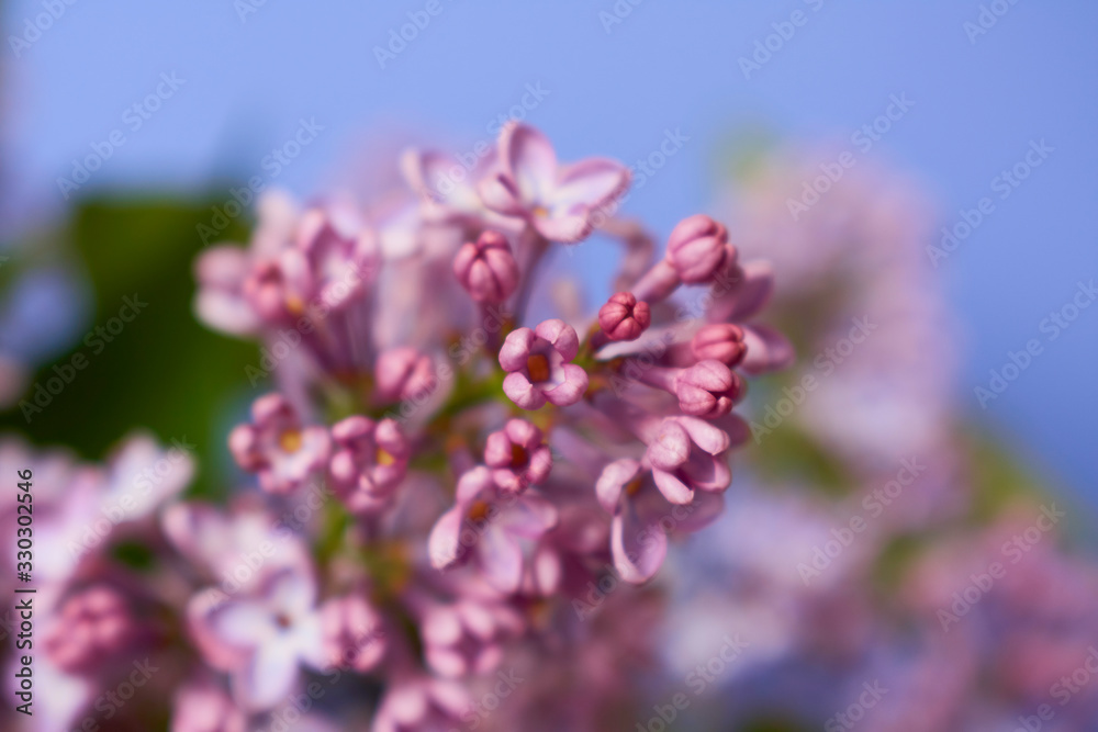 Beautiful Branches of Purple Lilac. Violet flowers on blue background. Selective focus Beautiful Branches of Purple Lilac. Violet flowers on blue background. Selective focus