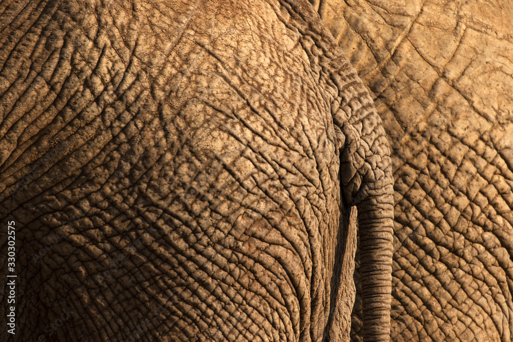 Φωτογραφία A textured close up photograph of the behind of an elephant and its tail, illuminated by a beautiful golden side light at sunset, taken in the Madikwe Game Reserve, South Africa