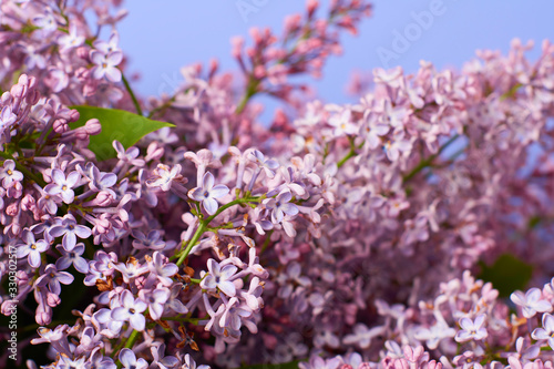 Beautiful Branches of Purple Lilac. Violet flowers on blue background. Selective focus © Владислав Легір
