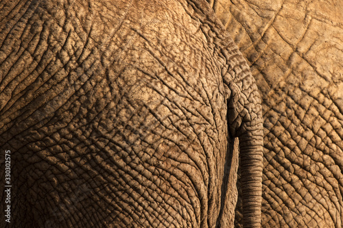 A textured close up photograph of the behind of an elephant and its tail, illuminated by a beautiful golden side light at sunset, taken in the Madikwe Game Reserve, South Africa.