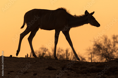 A photograph of a silhouetted female kudu walking  against an orange sky at sunset, in the Madikwe Game Reserve, South Africa.