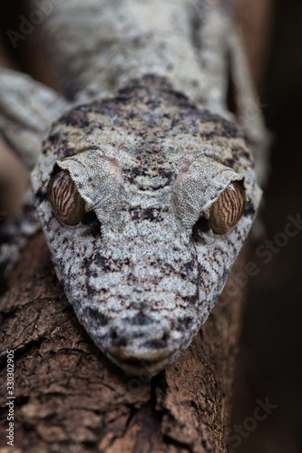 close up of leaf tail gecko (Uroplatus sikorae) head close up macro in Madagascar