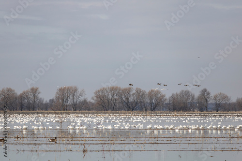 oie blanches, migration au printemps, Baie-du-Febvre Québec Canada photo