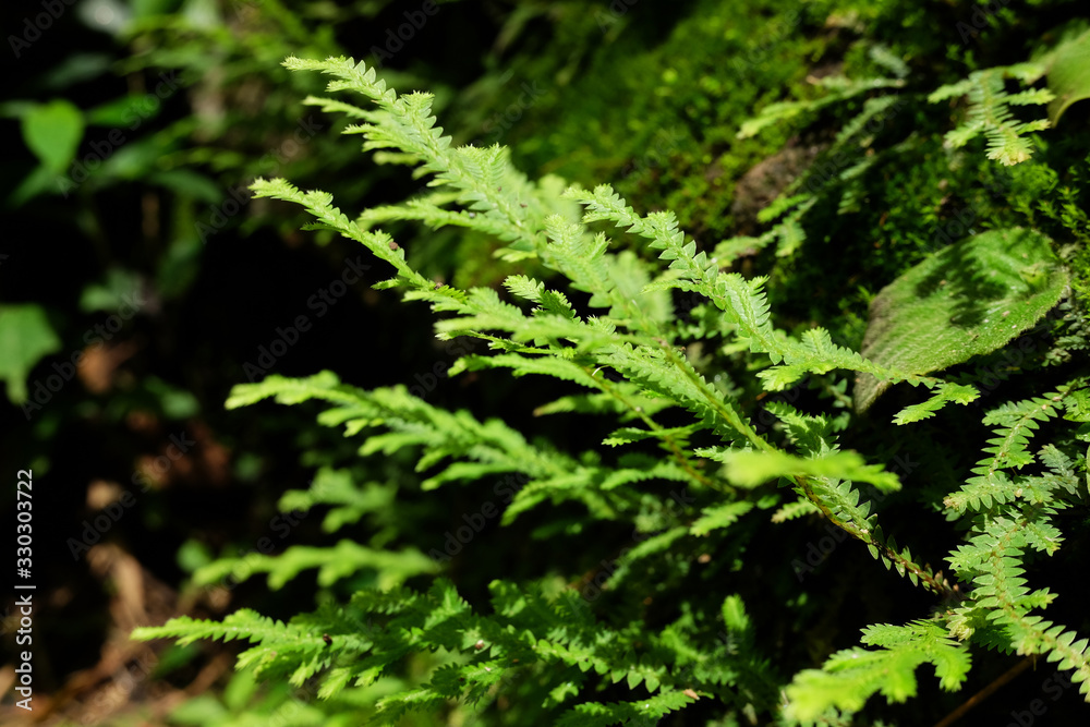 Blooming Fern leaf in Tripcal of rainforest and Evergreen jungle Blooming Fern leaf in Tripcal of rainforest and Evergreen jungle