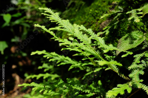 Blooming Fern leaf in Tripcal of rainforest and Evergreen jungle