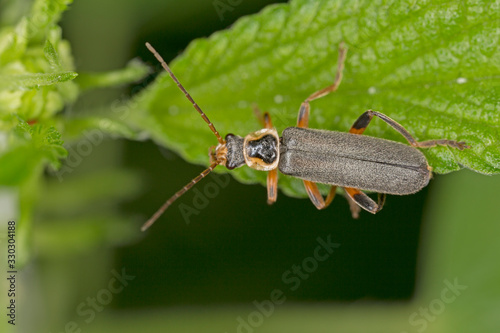 Cantharis nigricans is a species of soldier beetles native to Europe. photo