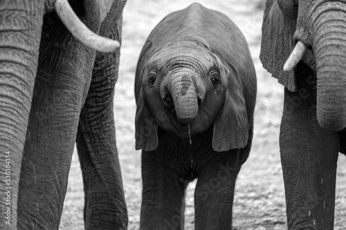 A close up black and white portrait of a baby elephant drinking at a waterhole in the Madikwe Game Reserve, South Africa.