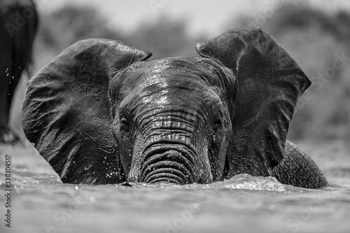 A close up black and white action portrait of a swimming elephant, splashing, playing and drinking in a waterhole at the Madikwe Game Reserve, South Africa.