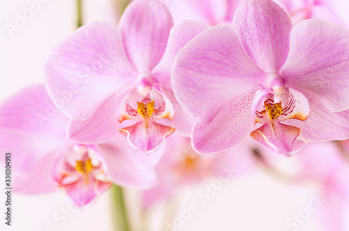 Beautiful floral background. Pink orchids Phalaenopsis close-up. Horizontal format.