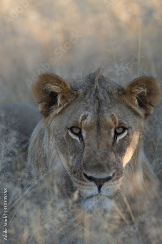 Lioness in Grass in Namibia Africa