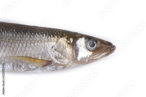 Smelt fish isolated on white. (Big Pacific smelt - Osmerus mordax)