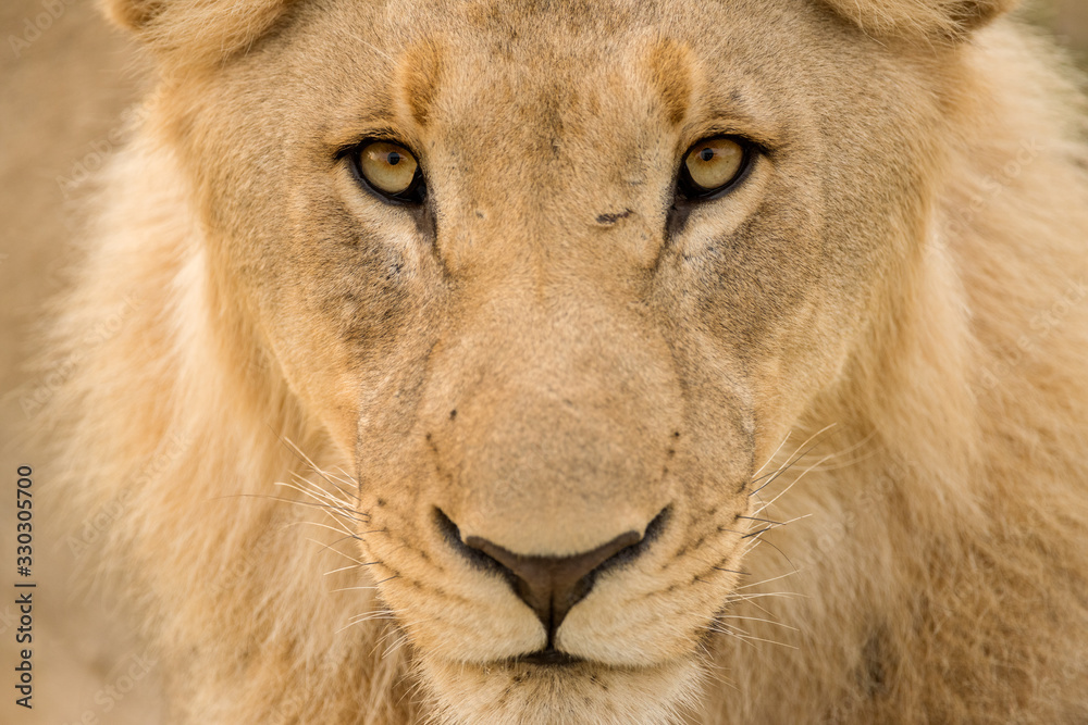 A detailed close up portrait of a young male lion looking directly into the camera at the Madikwe Game Reserve, South Africa. A detailed close up portrait of a young male lion looking directly into the camera at the Madikwe Game Reserve, South Africa.