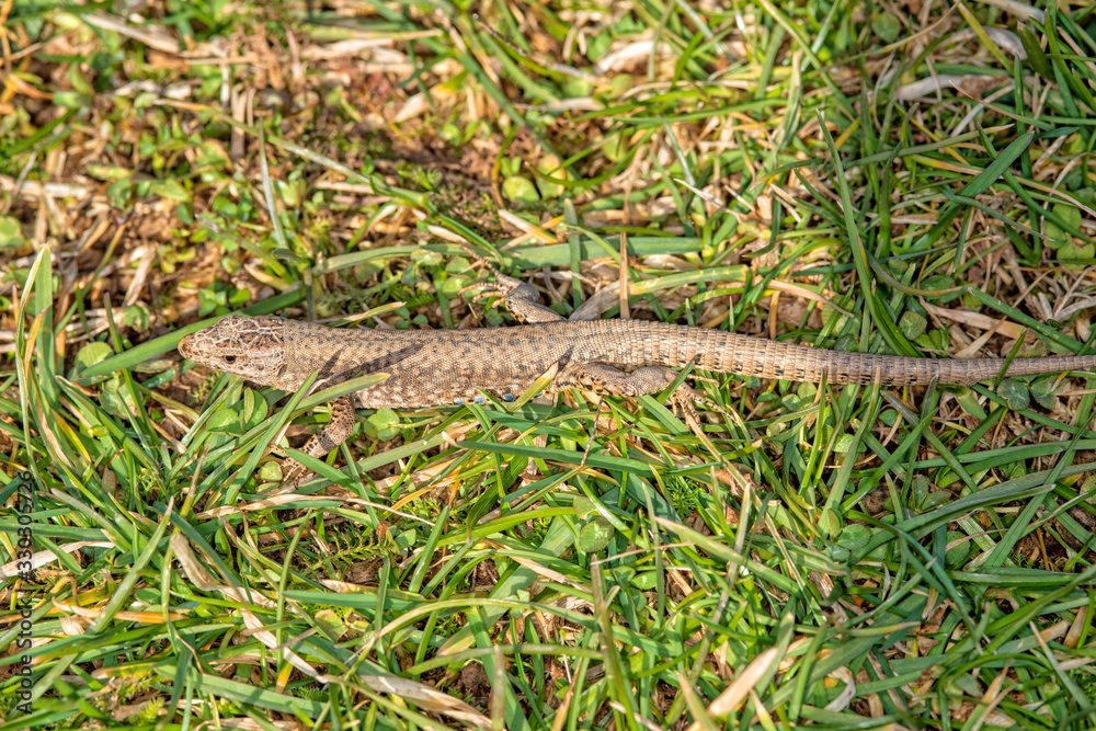 Lizard running through the grass in a backyard Lizard running through the grass in a backyard