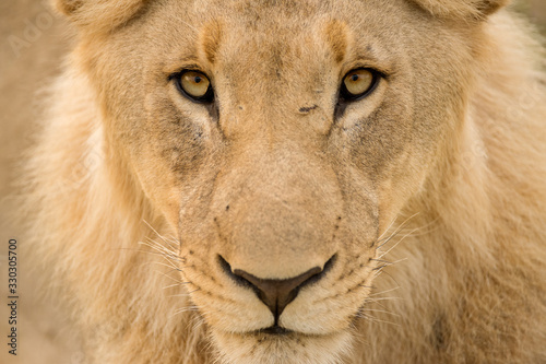 A detailed close up portrait of a young male lion looking directly into the camera at the Madikwe Game Reserve  South Africa.