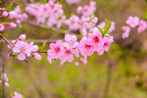 pink bloomed spring flowers