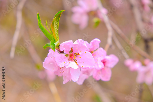 pink bloomed spring flowers