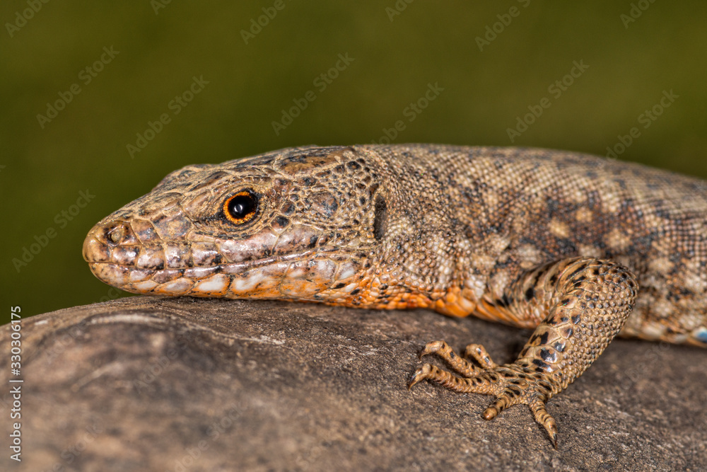 Lizard on a tree branch Lizard on a tree branch