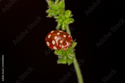 Halyzia sedecimguttata, or orange ladybird, is a species of Coccinellidae (ladybirds) family. photo