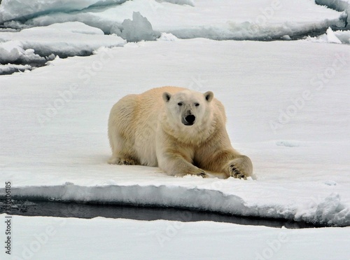 Ruhender Polarbär auf Eisschollen- Franz Josefs Land, Arktis