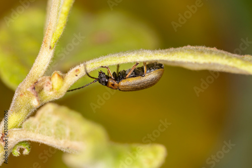 Lochmaea caprea is a species of leaf beetle native to Europe.