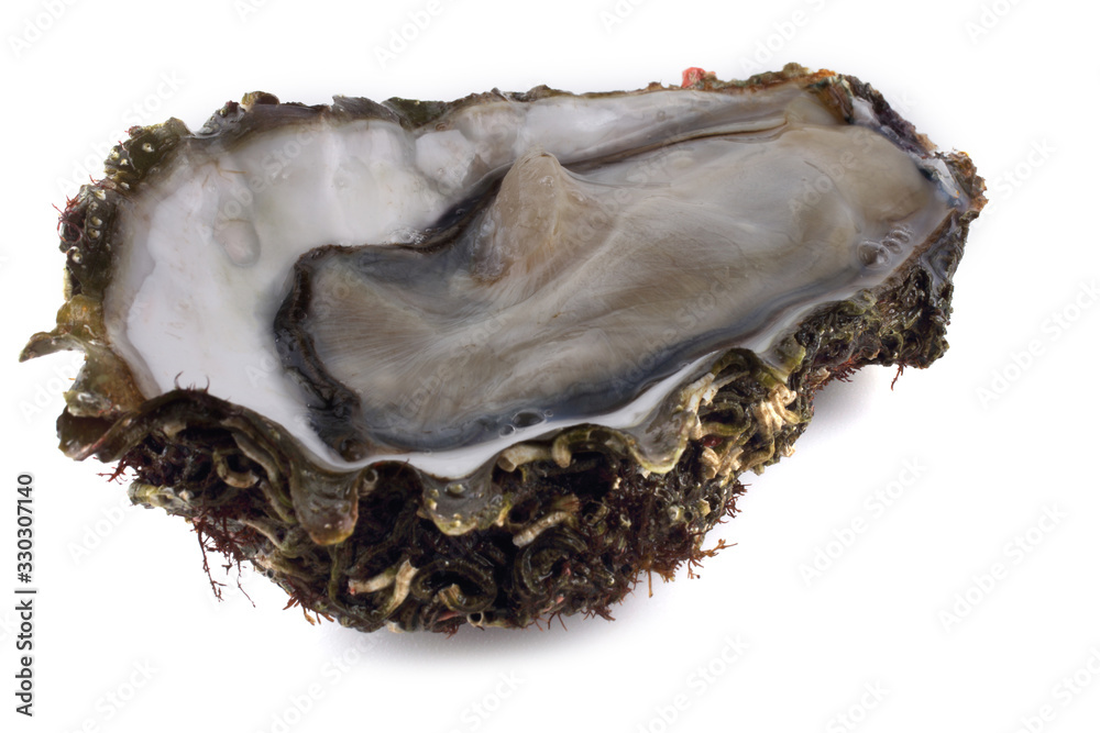 Opened oyster isolated on white Opened oyster isolated on white