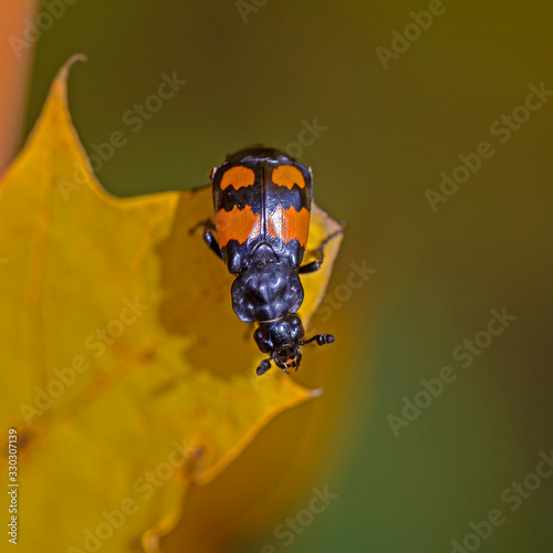 Nicrophorus vespilloides is a burying beetle of the family Silphidae.. photo