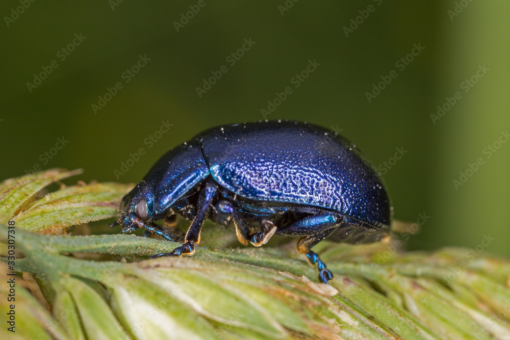 Beetle Oreina (Allorina) caerulea in nature Beetle Oreina (Allorina) caerulea in nature