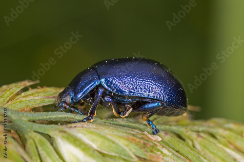 Beetle Oreina (Allorina) caerulea in nature