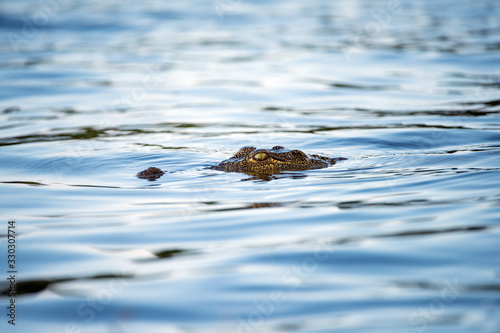 A close up photograph of a crocodile swimming in the Chobe River, Botswana, with only its head above the water surface.