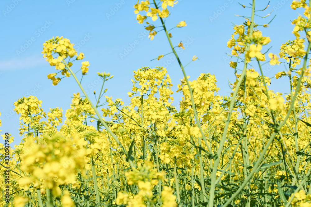 Colorful field of blooming raps. Rapeseed field with with blue sky. Yellow flowering rape plant. Source of nectar for honey. Raw material for animal feed, rapeseed oil and bio fuel Colorful field of blooming raps. Rapeseed field with with blue sky. Yellow flowering rape plant. Source of nectar for honey. Raw material for animal feed, rapeseed oil and bio fuel