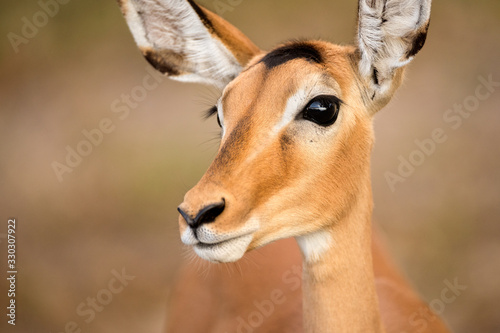 A close up profile portrait of a black-faced Impala taken in the Chobe River, Botswana.