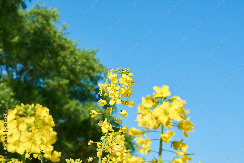 Colorful field of blooming raps. Rapeseed field with with blue sky. Yellow flowering rape plant. Source of nectar for honey. Raw material for animal feed, rapeseed oil and bio fuel Colorful field of blooming raps. Rapeseed field with with blue sky. Yellow flowering rape plant. Source of nectar for honey. Raw material for animal feed, rapeseed oil and bio fuel