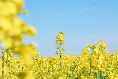 Colorful field of blooming raps. Rapeseed field with with blue sky. Yellow flowering rape plant. Source of nectar for honey. Raw material for animal feed  rapeseed oil and bio fuel