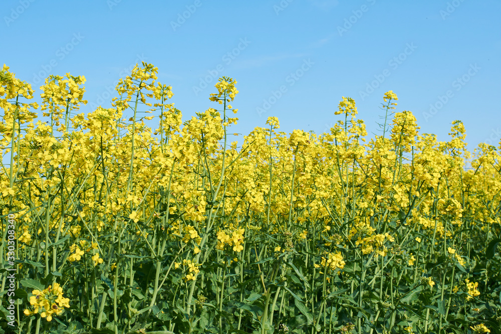 Colorful field of blooming raps. Rapeseed field with with blue sky. Yellow flowering rape plant. Source of nectar for honey. Raw material for animal feed, rapeseed oil and bio fuel