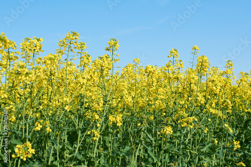 Colorful field of blooming raps. Rapeseed field with with blue sky. Yellow flowering rape plant. Source of nectar for honey. Raw material for animal feed  rapeseed oil and bio fuel