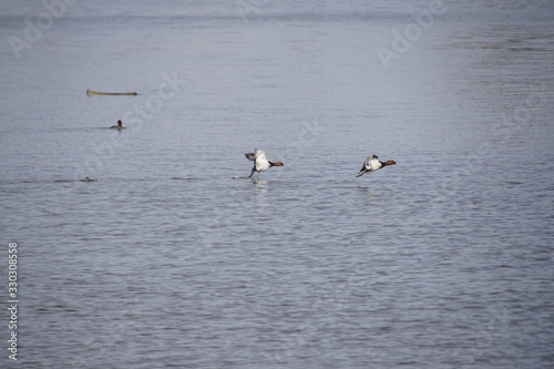 Ente im Tiefflug