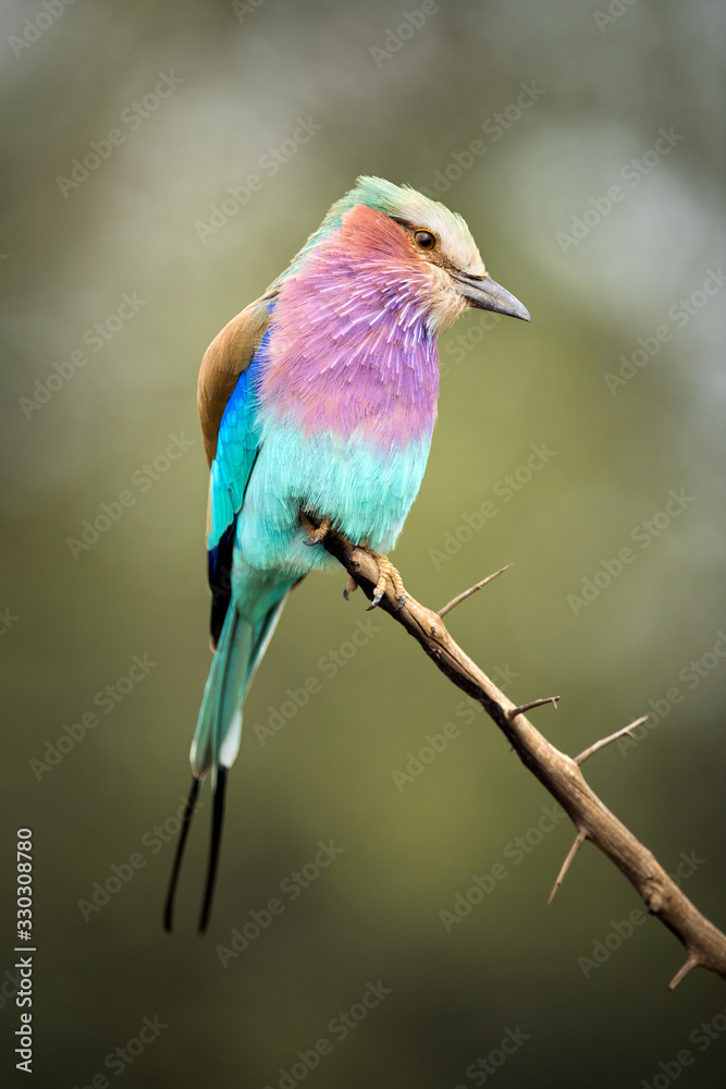 A close up vertical portrait of a striking and beautiful Lilac-Breasted Roller, taken on an overcast day in the Madikwe Game Reserve, South Africa.