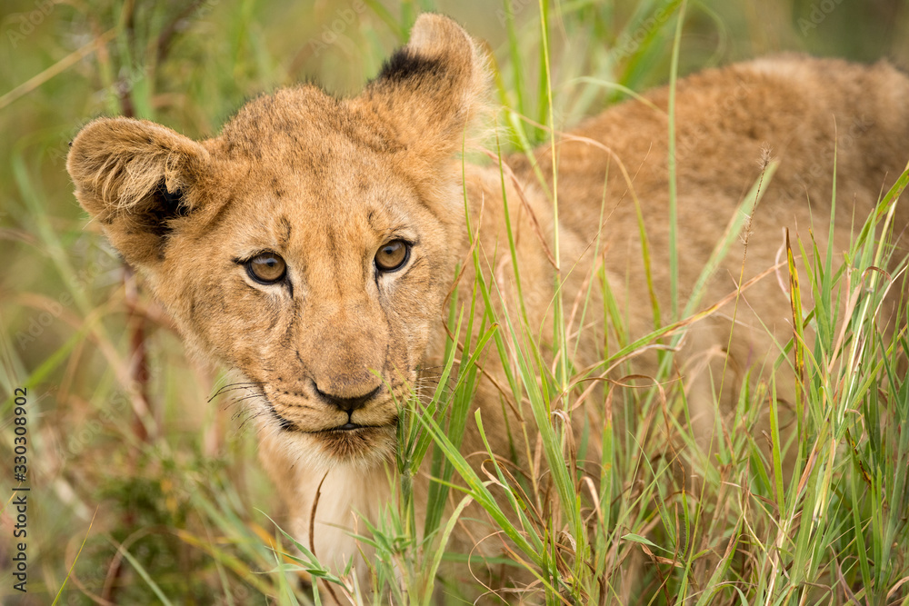 Φωτογραφία A close up portrait of a young lion walking through green grass and looking towards the camera, taken in the Madikwe Game Reserve, South Africa