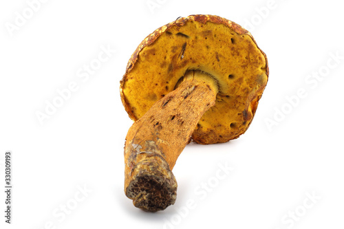 Rugiboletus extremiorientalis mushroom. Far eastern bolete photo