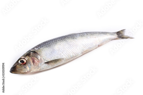 Pacific herring isolated on white