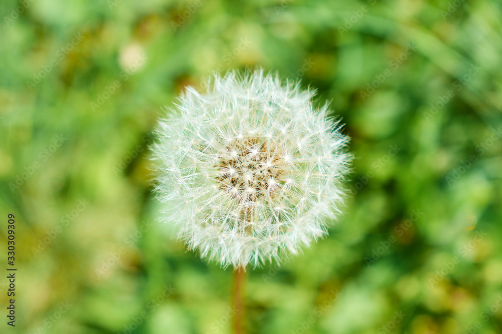 dandelion in grass dandelion in grass