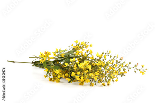 Wild meadow yellow flower isolated on white