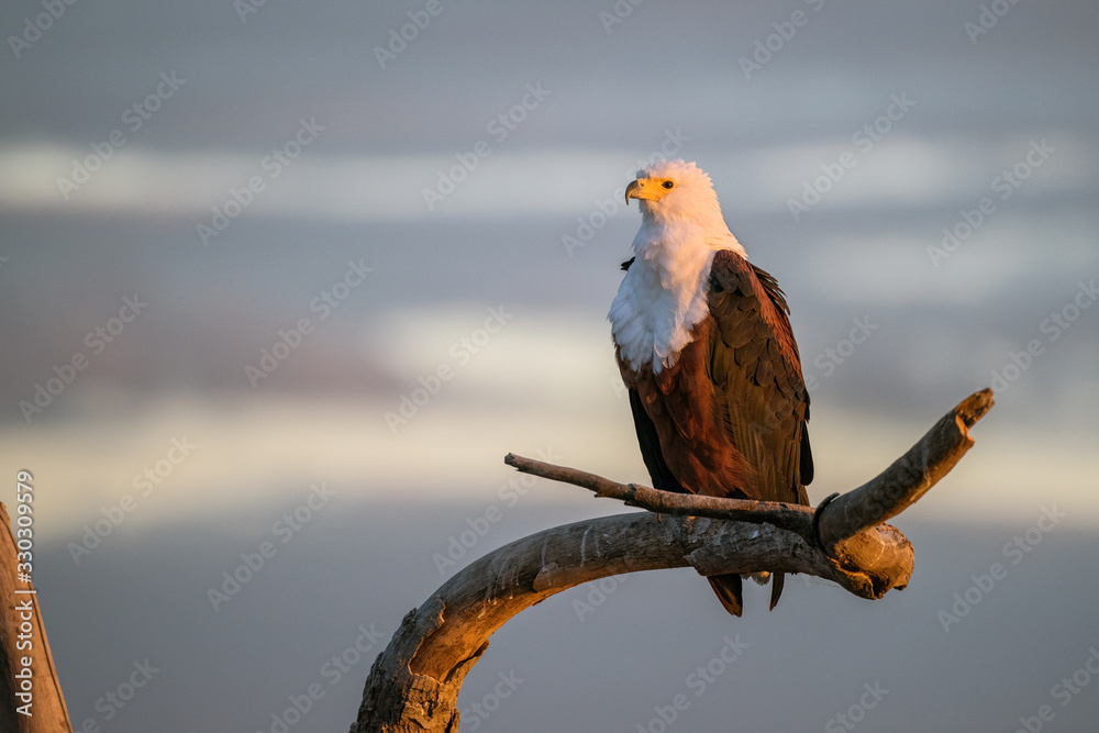 Φωτογραφία A beautiful sunset photograph of an African Fish Eagle sitting on the branch of a tree, taken on the Chobe River in Botswana