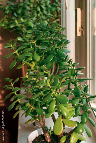 The growth of succulent houseplant Crassula on the windowsill. Selective focus © Andrey Nikitin