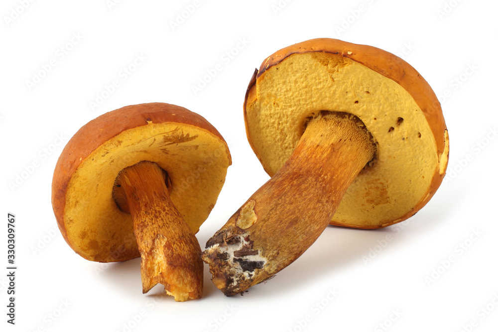 Boletus ferrugineus (Xerocomus spadiceus) mushroom. Delicacy Boletus ferrugineus (Xerocomus spadiceus) mushroom. Delicacy