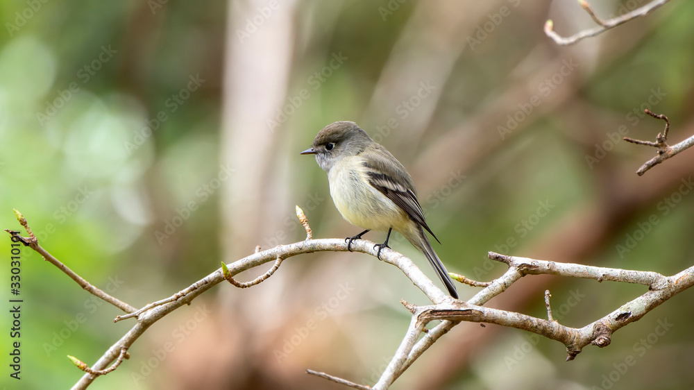 Pacific-slope Flycatcher (Empidonax difficilis) Perched on a Branch in Jalisco, Mexico