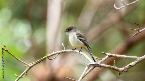 Pacific-slope Flycatcher (Empidonax difficilis) Perched on a Branch in Jalisco, Mexico © RachelKolokoffHopper