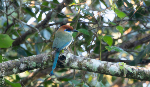 Russet-crowned Motmot (Momotus mexicanus) Perched on a Branch in a Tree in Jalisco, Mexico photo